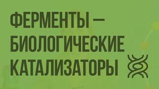 Ферменты – биологические катализаторы. Значение ферментов. Видеоурок по биологии 10 класс