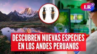 Dos NUEVAS ESPECIES de escarabajos DESCUBIERTAS EN LOS ANDES PERUANOS | #LR