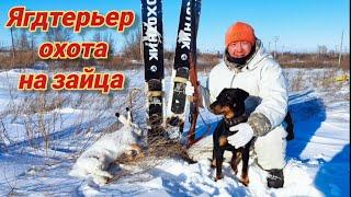 Охота на зайца.Работа ягдтерьера по зайцу.Jagdterrier on the hunt