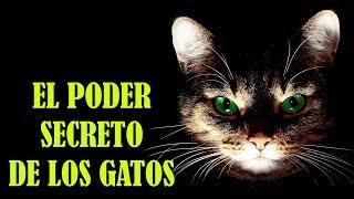 El Poder Secreto de los Gatos y Sus Increíbles Habilidades Especiales