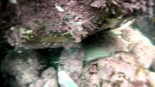 paua diving stewart island part 1.wmv