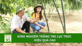 Kinh nghiệm trồng tre lục trúc hiệu quả cao | VTC16