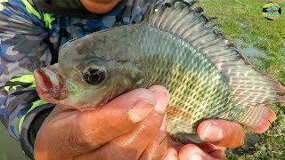 WOW ! Increíble Pescador Pesco tilapia más Raro del Mundo