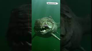 Mystery of the undiscovered underwater predator!    #youtubeshorts #facts #animals #youtube