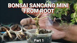 Bonsai Sancang Mini From Root @therisingofroninbonsai