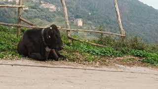 una mucca nera rabbiosa in timidiva massimo gugliucci!