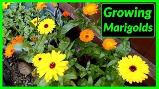 How to Grow Marigolds from Seed to Flower (The Complete Process)