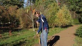 How to Plant a Tree