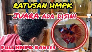 Ratusan HMPK Juara Kontes SNI  Ada Disini - Qorigins Betta