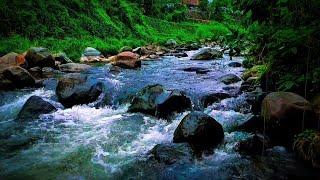 Gentle river stream sounds, water sound, nature sound for meditation, study, sleep