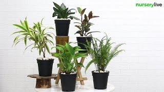 House Plants - Top 5 Easiest to Grow Plants | nurserylive