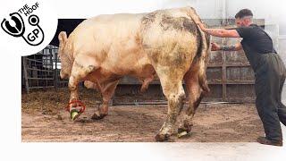 this BULL has a HUGE PROBLEM with his feet!!!!!