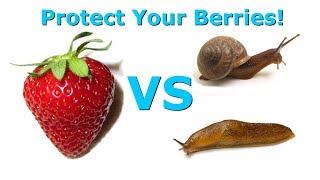 How To Protect Strawberries From Insects (Stake Them To Keep Them Off The Ground!)