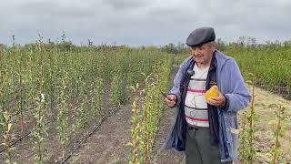 Обзор осеннего сорта груши Бера Дюрандо.