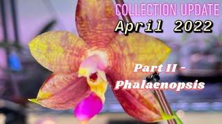 Orchid Collection Update - My Growspace, April 2022… Pt. II - Phalaenopsis, The Phals