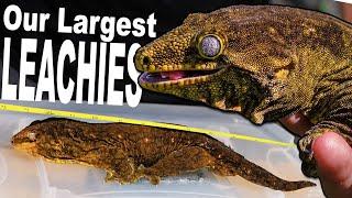 Our Largest Giant Geckos! (Weight & Length)