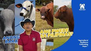 AMAZING! IDEAL CATTLE BREEDS FOR TROPICAL PHILIPPINES