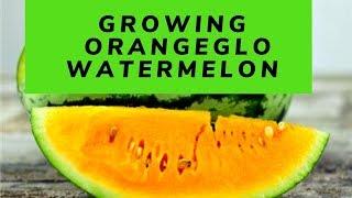 Growing  Orangeglo Watermelon | Home Gardening