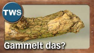 Tutorial: Natur-Materialien RICHTIG fürs Gelände-Bauen vorbereiten / gammelt das? (Tabletop, TWS)