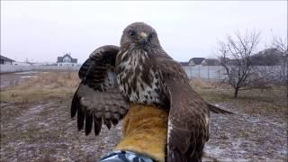 11.02.19 Выпускаю КАНЮКА на волю:) the hawk flies to freedom