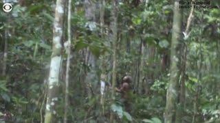 Rekaman langka dari satu-satunya anggota suku Amazon yang tersisa