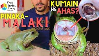 PALAKA NA KASING LAKI NG ASO!! Ahas Kinain ng Palaka