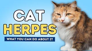 Herpes Kucing: Apa Itu dan Apa yang Dapat Anda Lakukan Untuk Mengatasinya