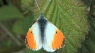 Orange Tip Butterfly