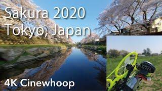 [4K Cinewhoop] sakura 2020 Tokyo