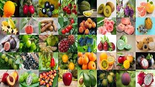 Fruit Vocabulary in English: Learn the Names and Types of Fruits for English Learners