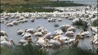 Pelicans during their feeding of Endemic Alcolapia, tilapia species at Lake Natron region...