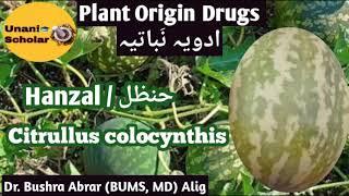 Hanzal / حنظل, Colocynth, Citrullus colocynthis,  Advia Mufradah lecture with slide presentation