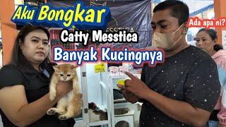 Bongkar Semua Catty Messtica Banyak Scotish ,Bsh Golden  ' Emporium Peluit Mall