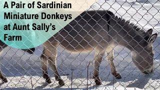 A Pair of Sardinian Miniature Donkeys at Aunt Sally’s Farm @papaatthezoo