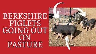 Raising Berkshire Pigs on Pasture - New Berkshire Piglets on the Farm