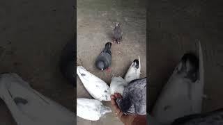 #pigeon #monkeycomedy #trending #pigeon #birds #comedyfilms #aalucomedy #kabutar #monkeyvideos