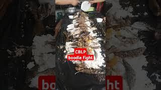 CBLP BOODLE FIGHT #boodle #food #cblp