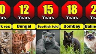 Lifespan Of Different Cat Breeds | How Many Years Do Different Cat Breeds Live?