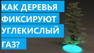 Как растения очищают воздух от CO2?