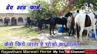 Horse Marwari ll  videos 2 dev stud farm rajsamd