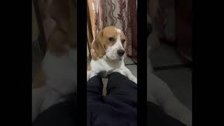 Koko in masti mood #dog #viral #viralvideo #viralshort #shortsfeed #shortsvideo #shorts #youtube 