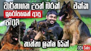 Super Pupppies from World Famous GSD Bloodline - ලක්ෂ 65 තාත්තාගේ සුපිරි පැටව් සෙට් එක | Pet Talk