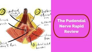 Pudendal Nerve Rapid Review