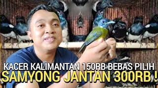 MUMPUNG ADA ! OBRAL HARI INI KACER 150RB SAMYONG 300RB MURAI 190RB PASAR BURUNG PRAMUKA