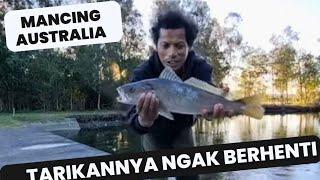Mancing Australia | Sensasi Tarikan Ikan Di Sungai Aborigin