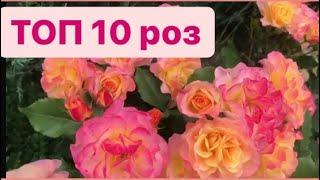 Десятка роз для парадной зоны 