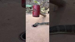 Simple Easy Snake Trap using hammer & hole#buildsnaketrap