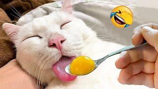 Latest Funny Videos About Dogs And Cats 2024  - Funniest Animal Videos Of The Week #3