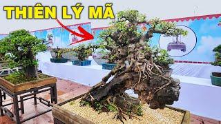Gặp những ý tưởng Cây cảnh bonsai đột phá tại Bắc Ninh