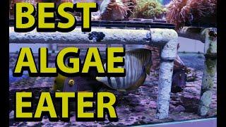 Best Reef Tank Algae Eaters